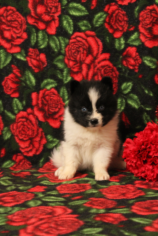 puppy, for, sale, Pomsky, Matthew B. Stoltzfus, dog, breeder, Gap, PA, dog-breeder, puppy-for-sale, forsale, nearby, find, puppyfind, locator, puppylocator, aca
